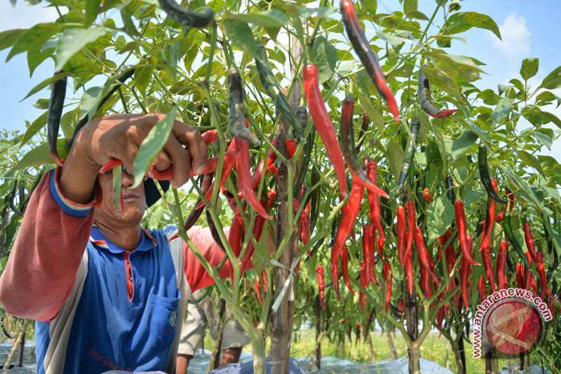 Detail Gambar Kebun Cabe Nomer 26