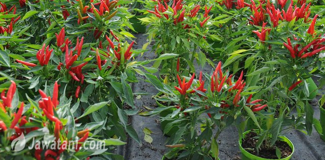 Detail Gambar Kebun Cabe Nomer 39