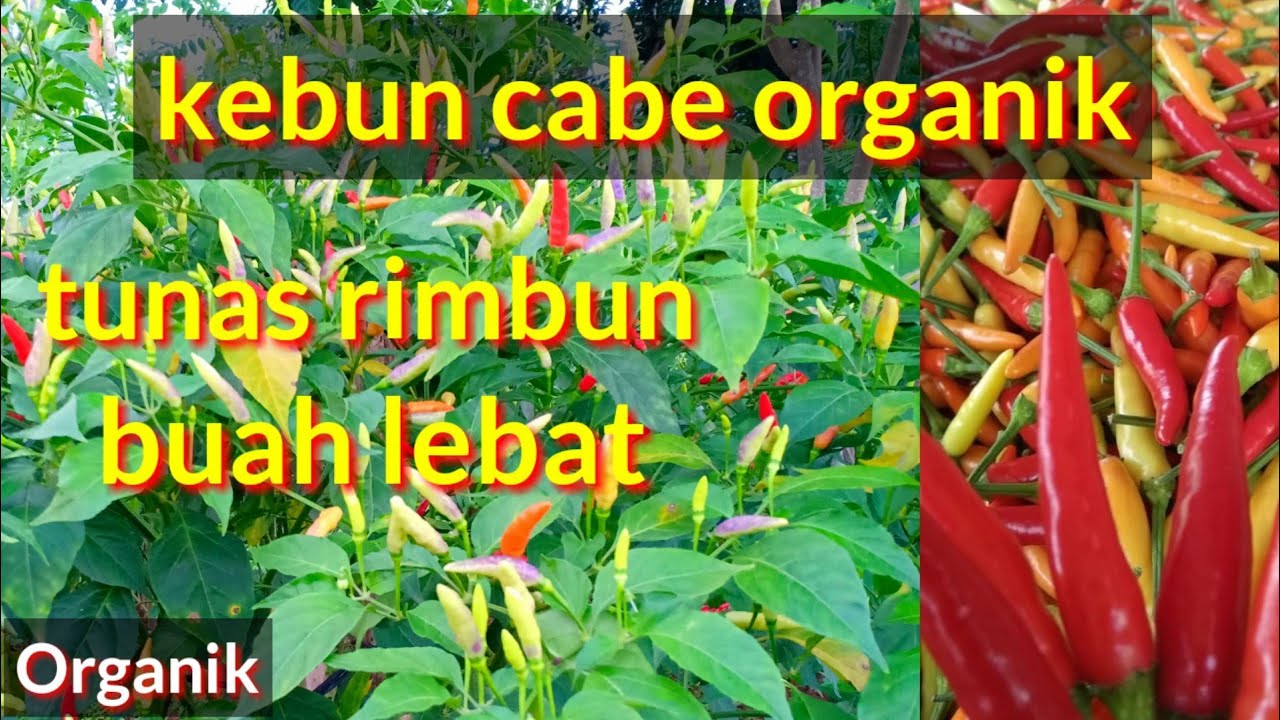 Detail Gambar Kebun Cabe Nomer 40