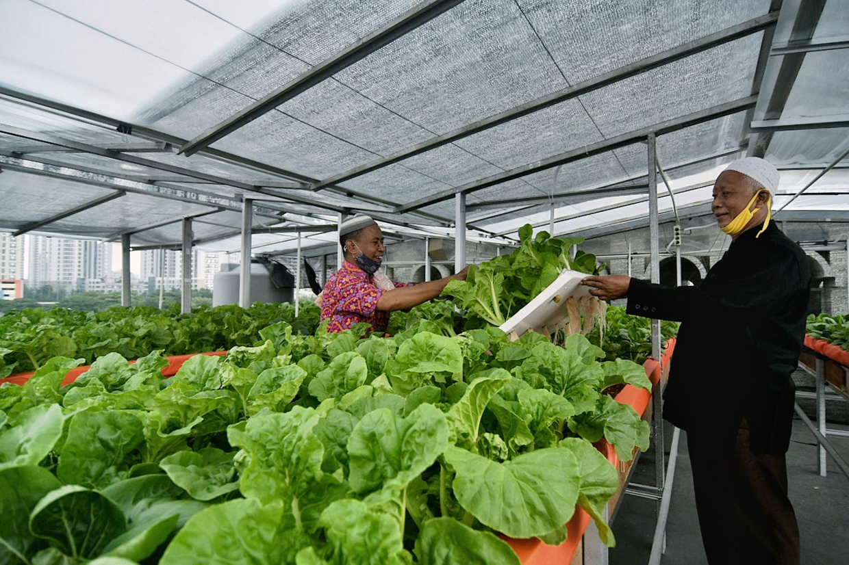 Detail Gambar Kebun Di Rooftop Nomer 33