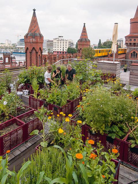 Detail Gambar Kebun Di Rooftop Nomer 41