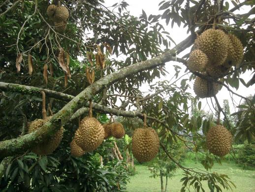 Detail Gambar Kebun Durian Nomer 13