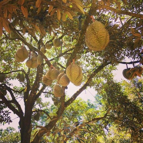 Detail Gambar Kebun Durian Nomer 15