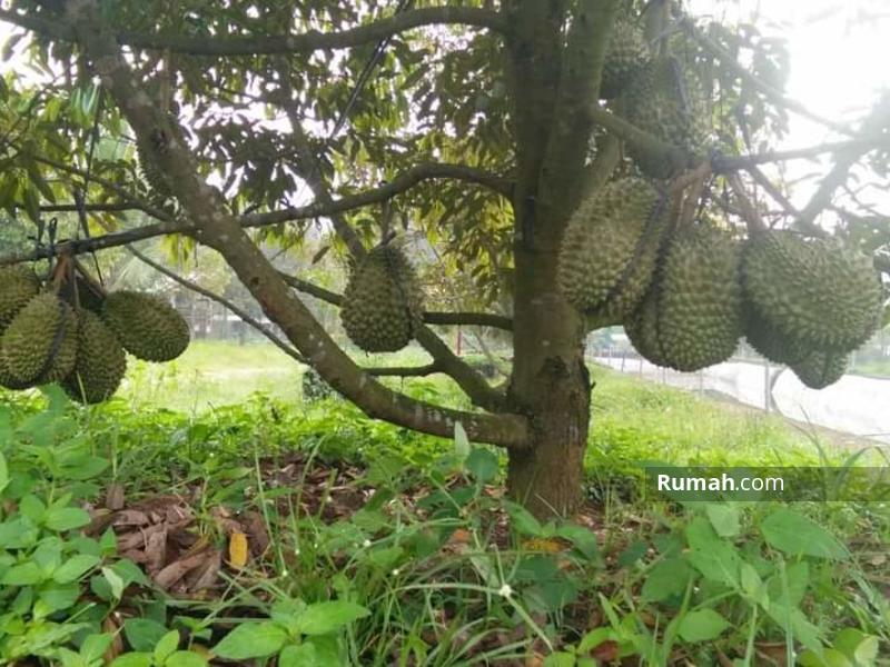 Detail Gambar Kebun Durian Nomer 20