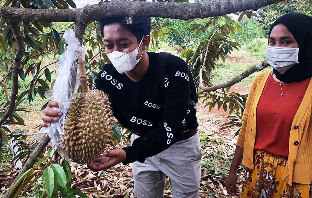 Detail Gambar Kebun Durian Nomer 21