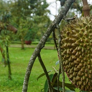 Detail Gambar Kebun Durian Nomer 25