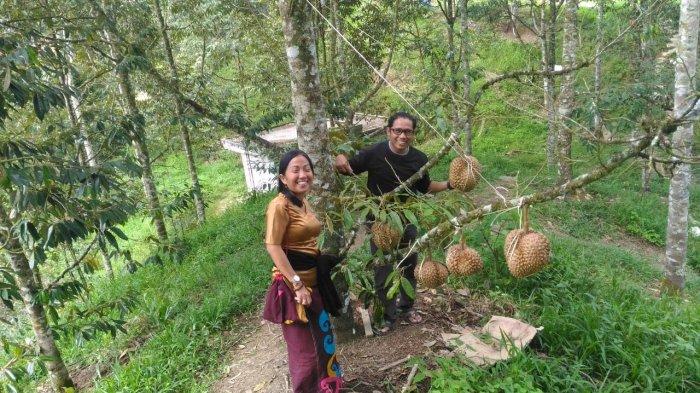 Detail Gambar Kebun Durian Nomer 4