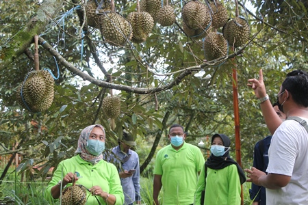 Detail Gambar Kebun Durian Nomer 36