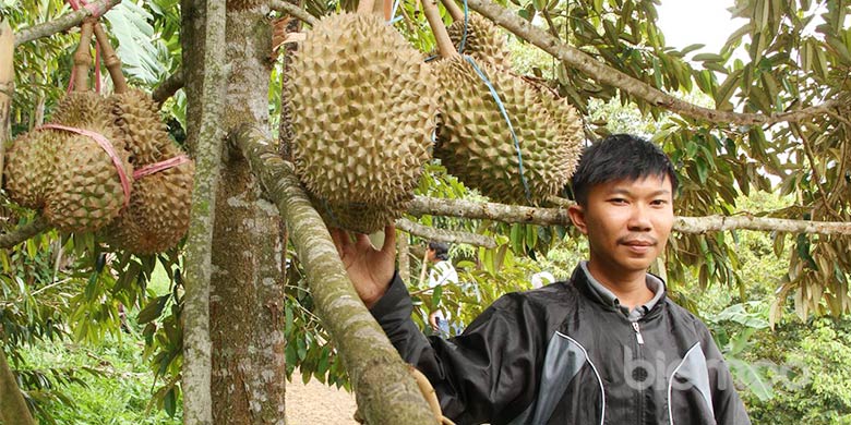 Detail Gambar Kebun Durian Nomer 55