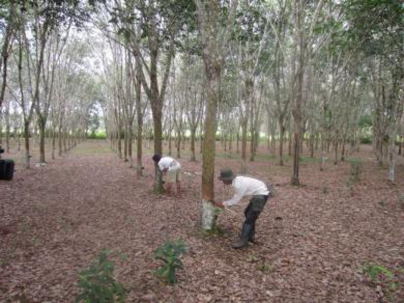 Detail Gambar Kebun Karet Nomer 43