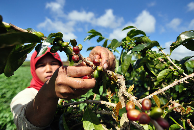 Detail Gambar Kebun Kopi Nomer 2