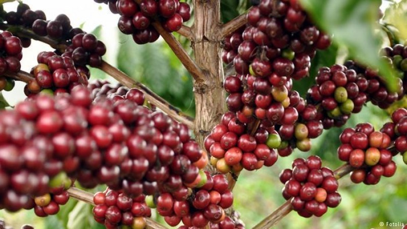 Detail Gambar Kebun Kopi Nomer 25