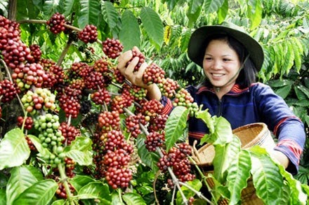 Detail Gambar Kebun Kopi Nomer 29