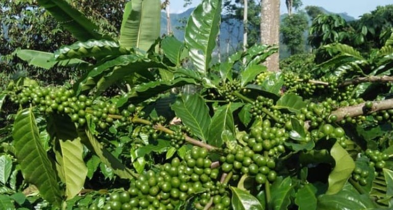 Detail Gambar Kebun Kopi Nomer 43