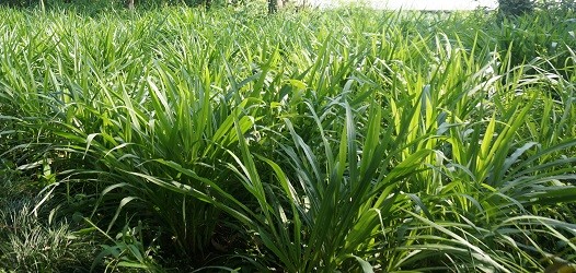 Detail Gambar Kebun Makanan Kambing Nomer 10