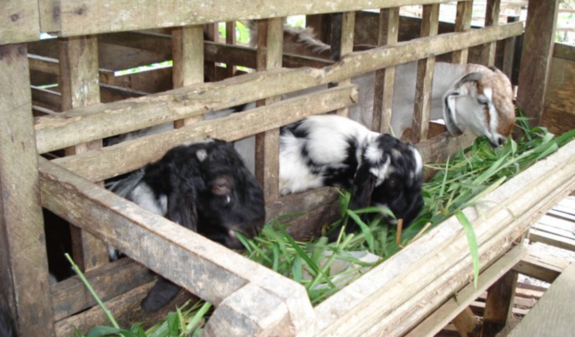 Detail Gambar Kebun Makanan Kambing Nomer 13