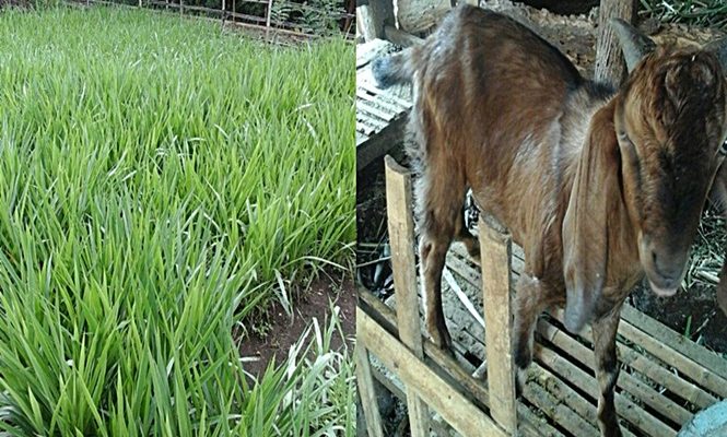 Detail Gambar Kebun Makanan Kambing Nomer 14