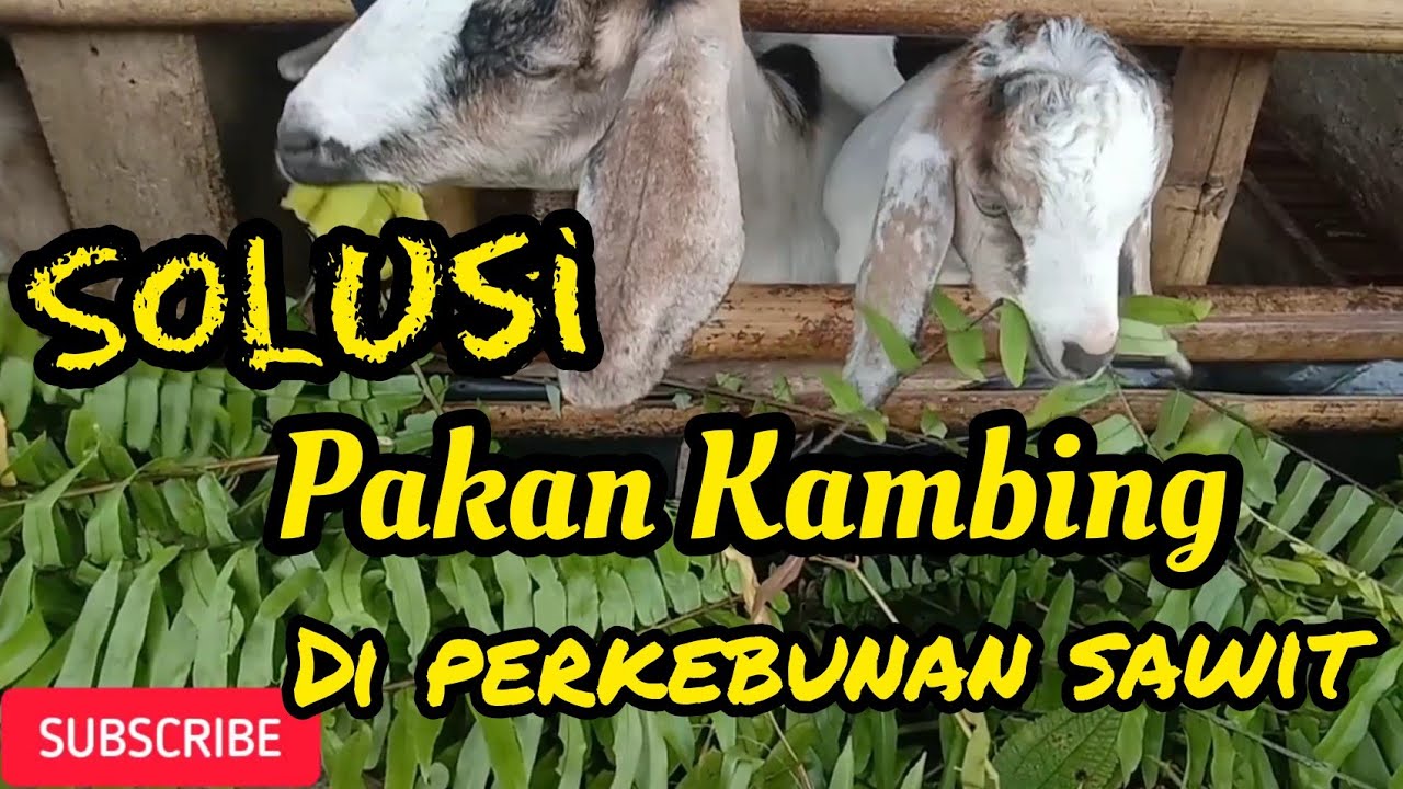 Detail Gambar Kebun Makanan Kambing Nomer 15