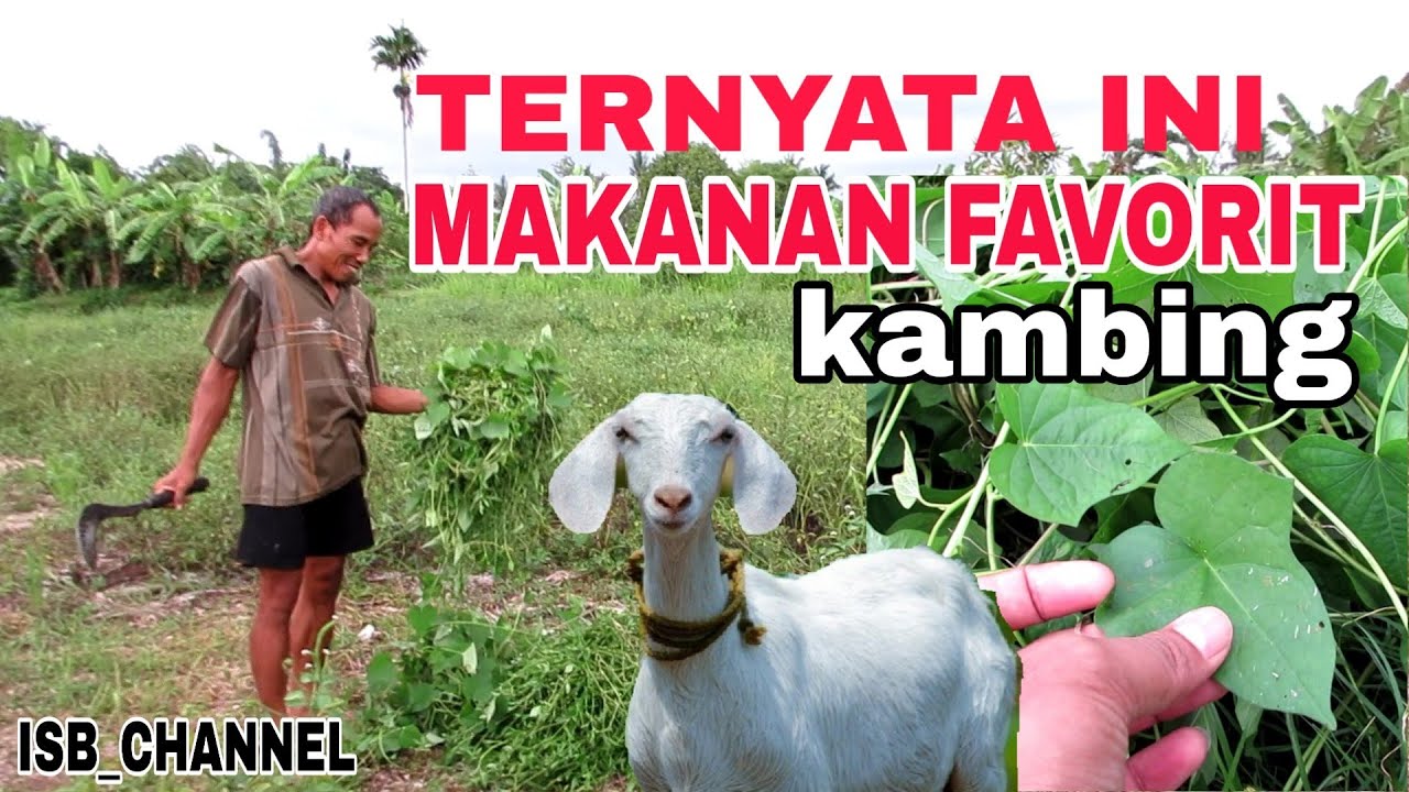 Detail Gambar Kebun Makanan Kambing Nomer 22