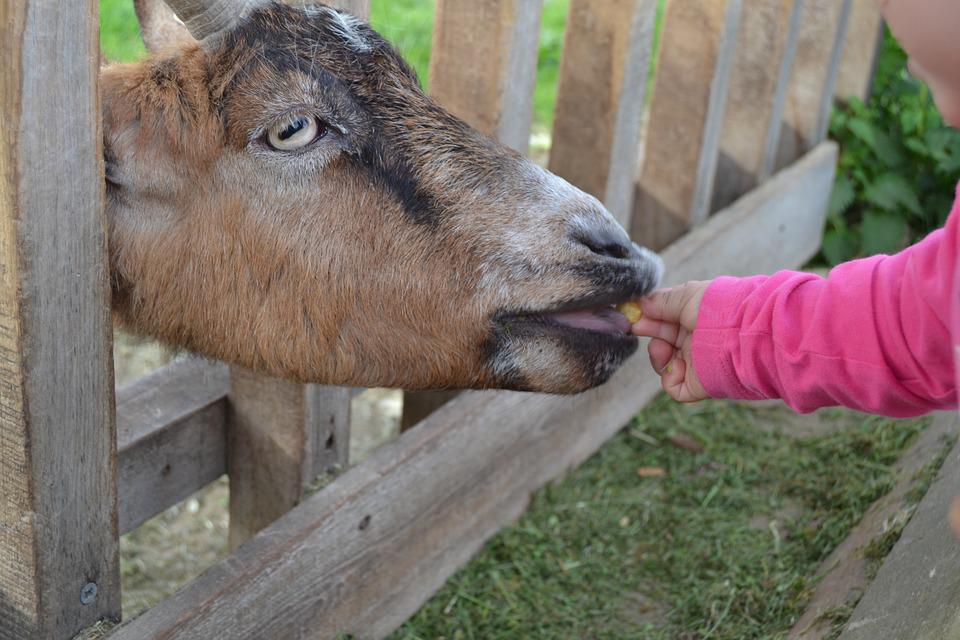 Detail Gambar Kebun Makanan Kambing Nomer 23