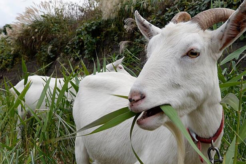 Detail Gambar Kebun Makanan Kambing Nomer 4