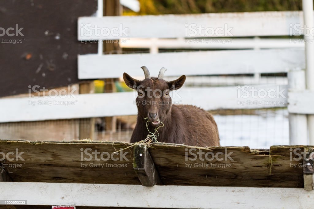 Detail Gambar Kebun Makanan Kambing Nomer 26