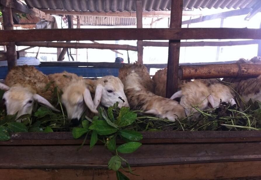 Detail Gambar Kebun Makanan Kambing Nomer 32