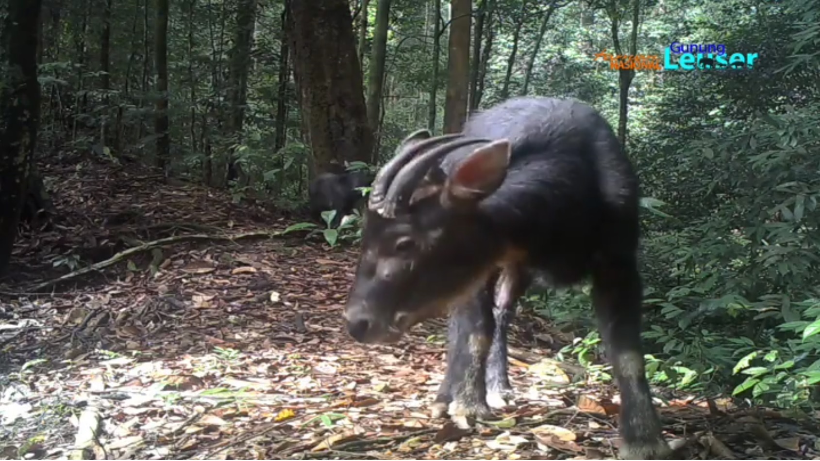 Detail Gambar Kebun Makanan Kambing Nomer 36