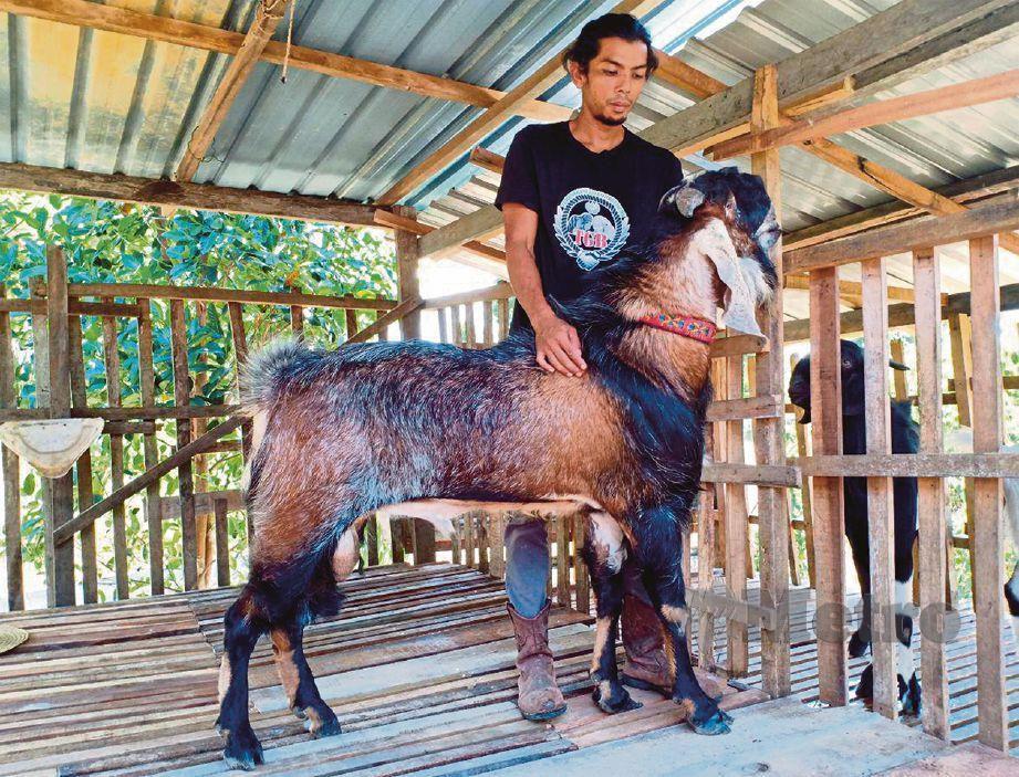 Detail Gambar Kebun Makanan Kambing Nomer 38