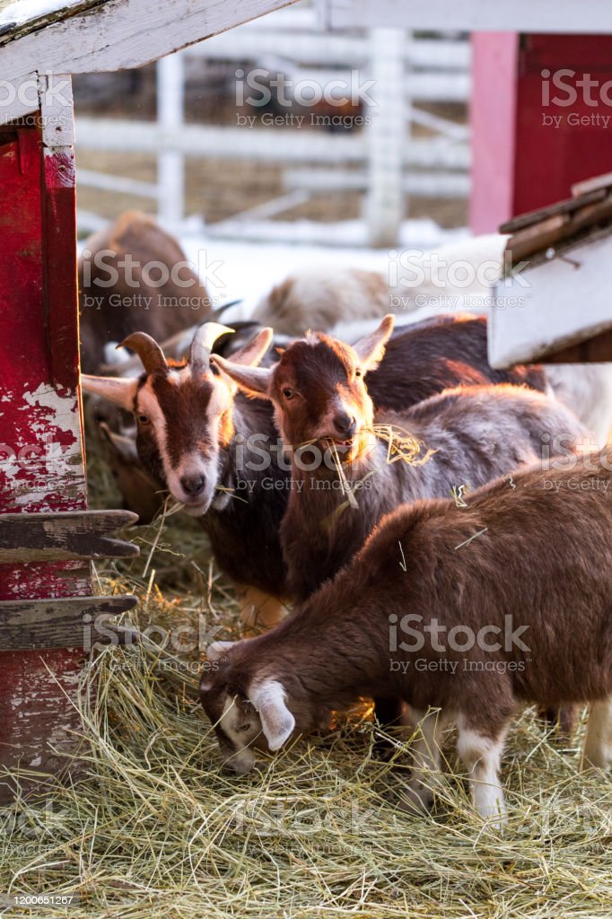 Detail Gambar Kebun Makanan Kambing Nomer 39