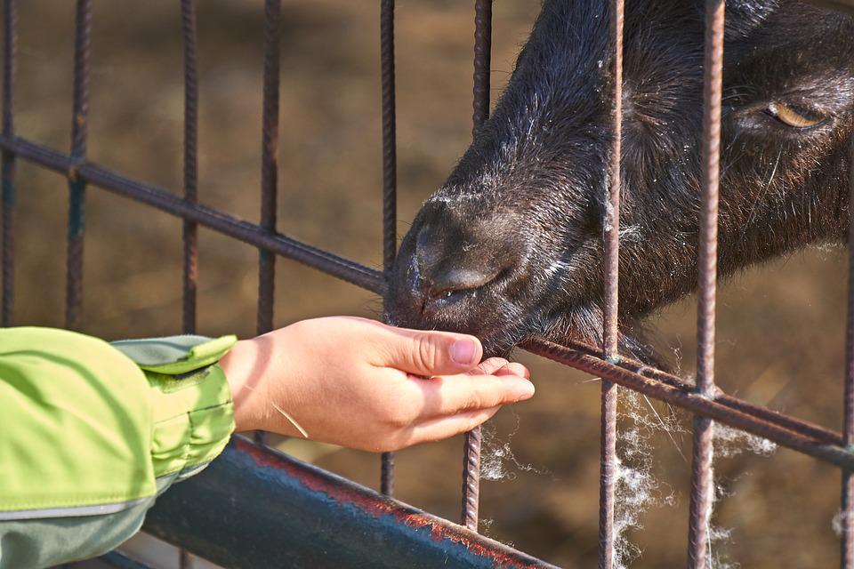 Detail Gambar Kebun Makanan Kambing Nomer 49