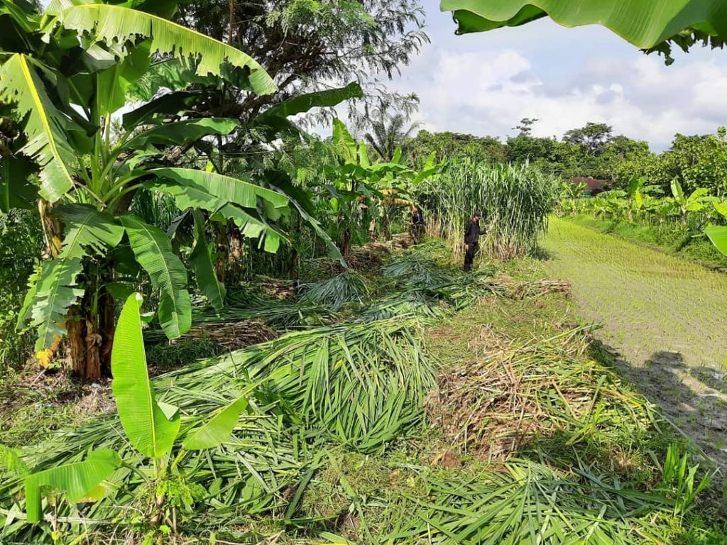 Detail Gambar Kebun Makanan Kambing Nomer 53