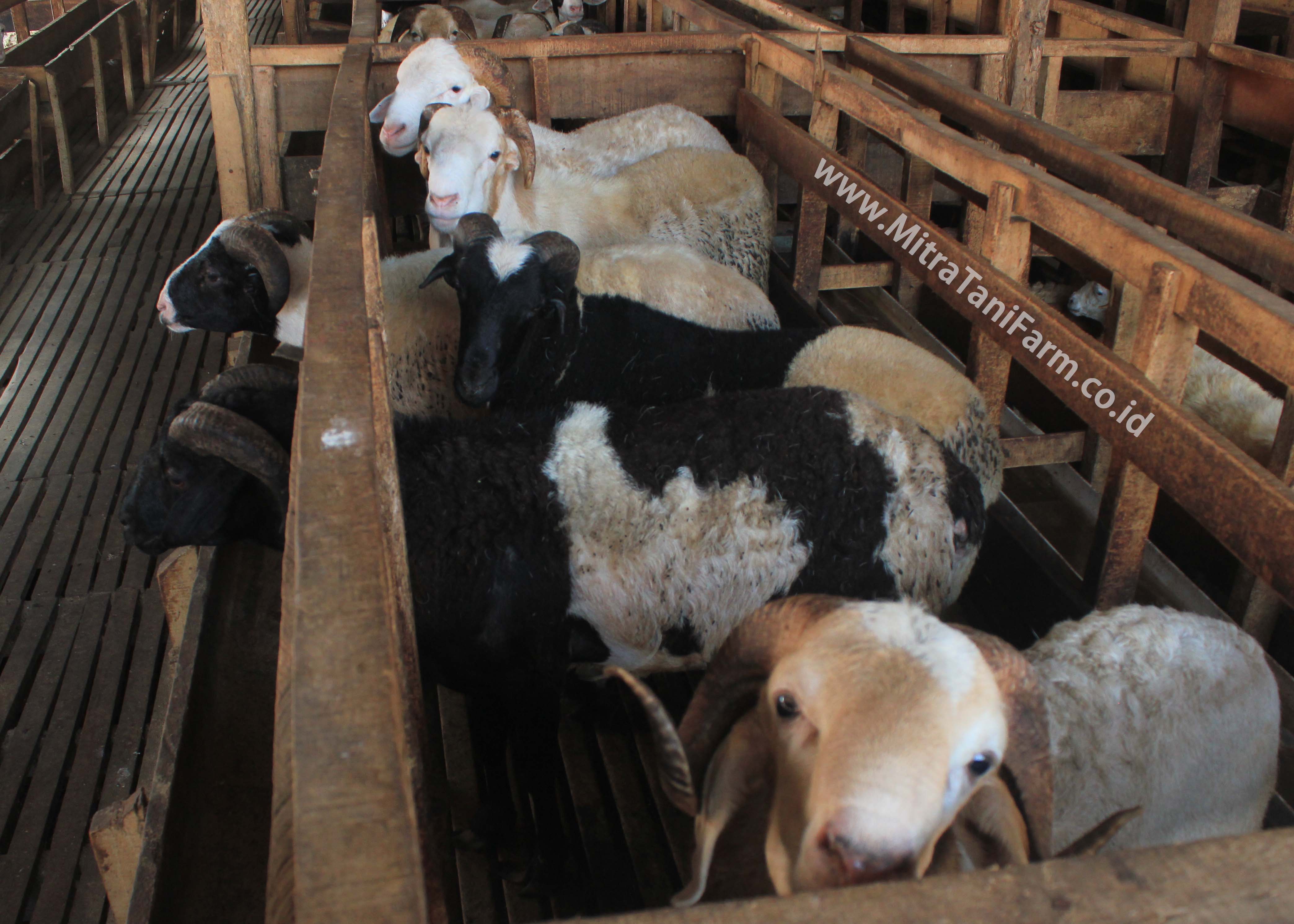 Detail Gambar Kebun Makanan Kambing Nomer 7