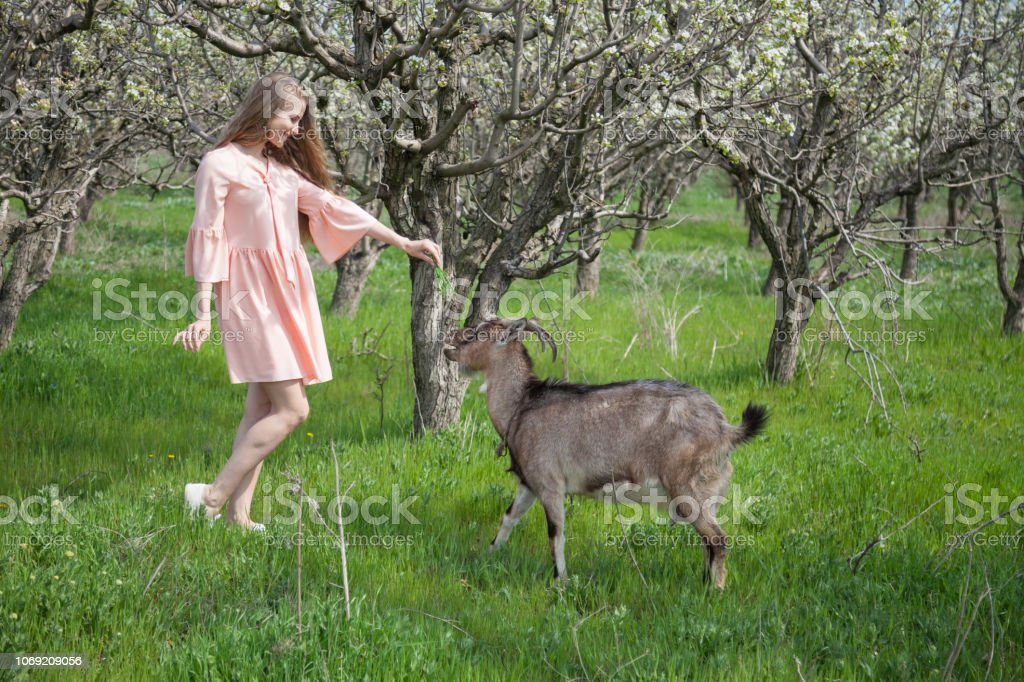 Detail Gambar Kebun Makanan Kambing Nomer 8