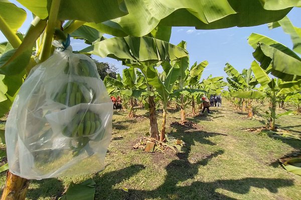 Detail Gambar Kebun Pisang Nomer 11