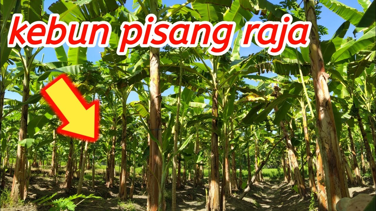 Detail Gambar Kebun Pisang Nomer 18