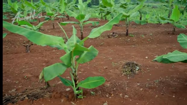 Detail Gambar Kebun Pisang Nomer 19