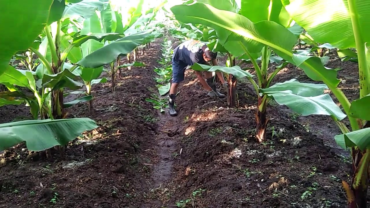 Detail Gambar Kebun Pisang Nomer 21