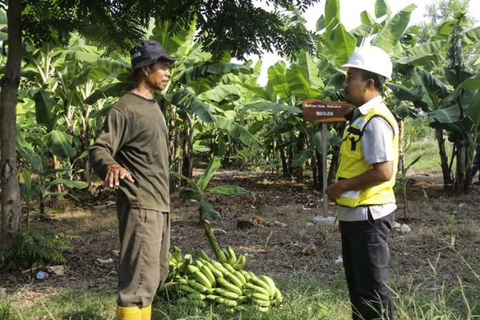 Detail Gambar Kebun Pisang Nomer 34