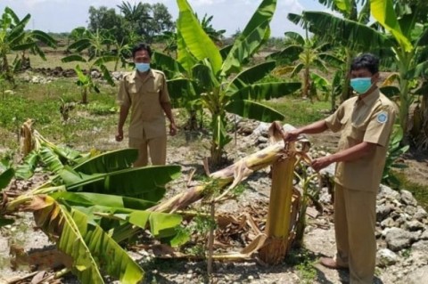 Detail Gambar Kebun Pisang Nomer 43