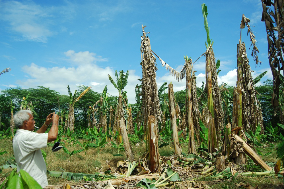 Detail Gambar Kebun Pisang Nomer 46