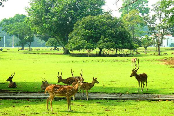 Detail Gambar Kebun Raya Bogor Nomer 19