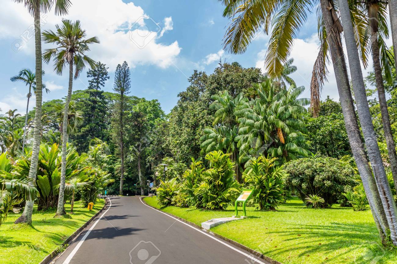 Detail Gambar Kebun Raya Bogor Nomer 20