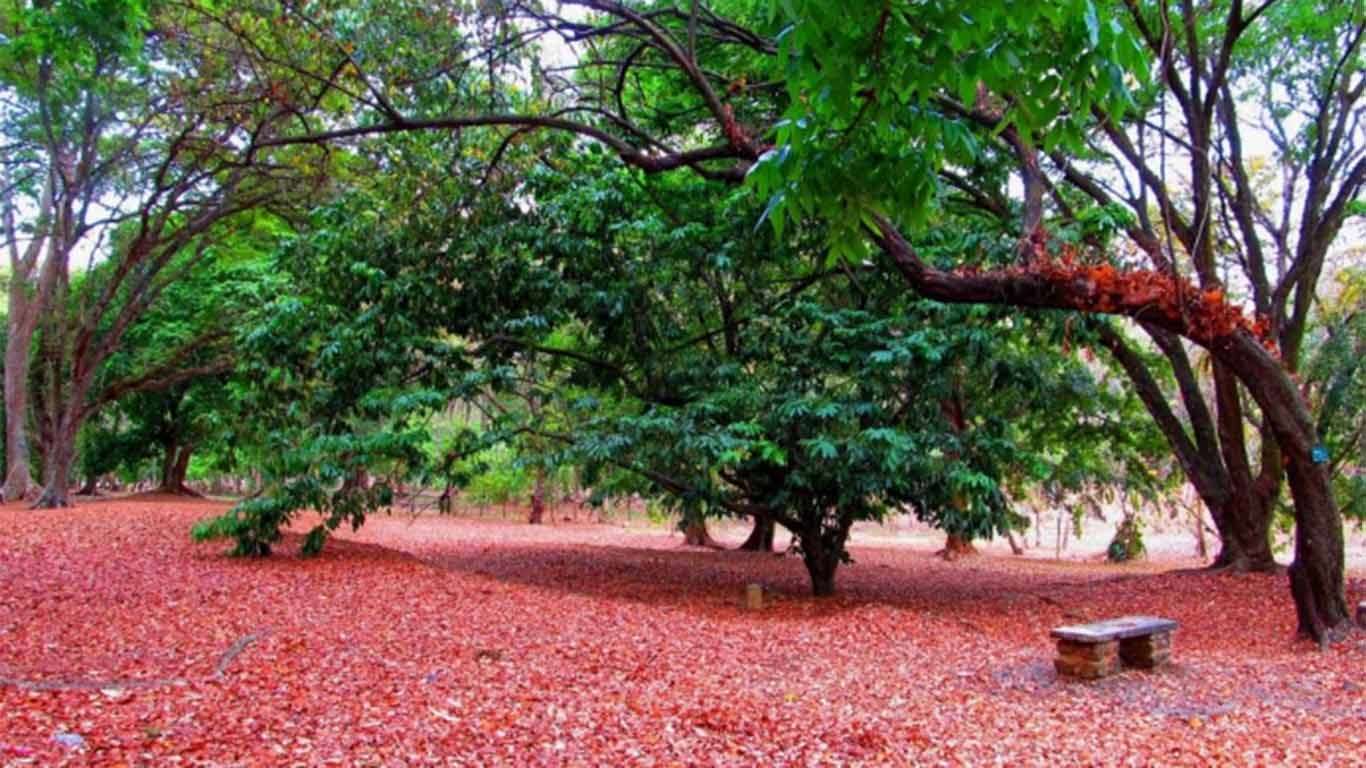 Detail Gambar Kebun Raya Purwodadi Nomer 31