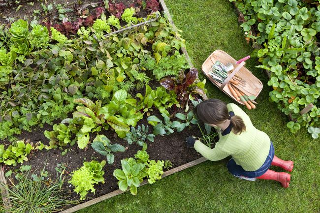 Detail Gambar Kebun Sayur Nomer 41