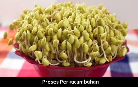 Detail Gambar Kecambah Jagung Nomer 42