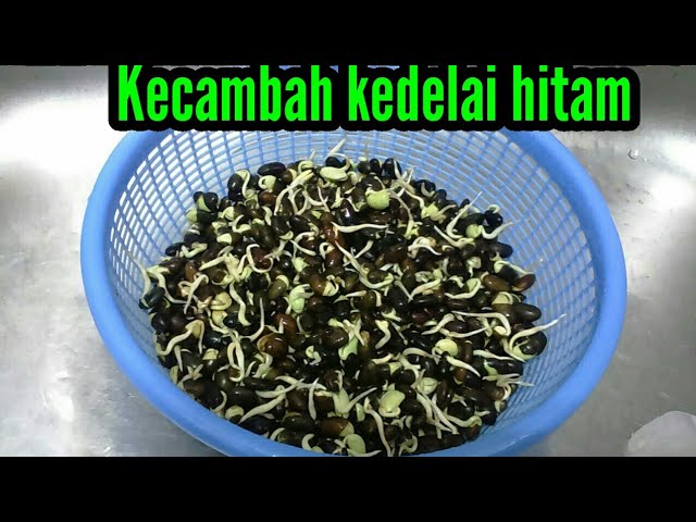 Detail Gambar Kecambah Kedelai Nomer 20