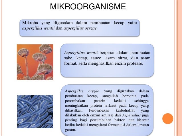 Detail Gambar Kecap Mikroganisme Nomer 5