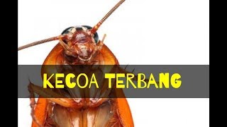 Detail Gambar Kecoa Lucu Nomer 27