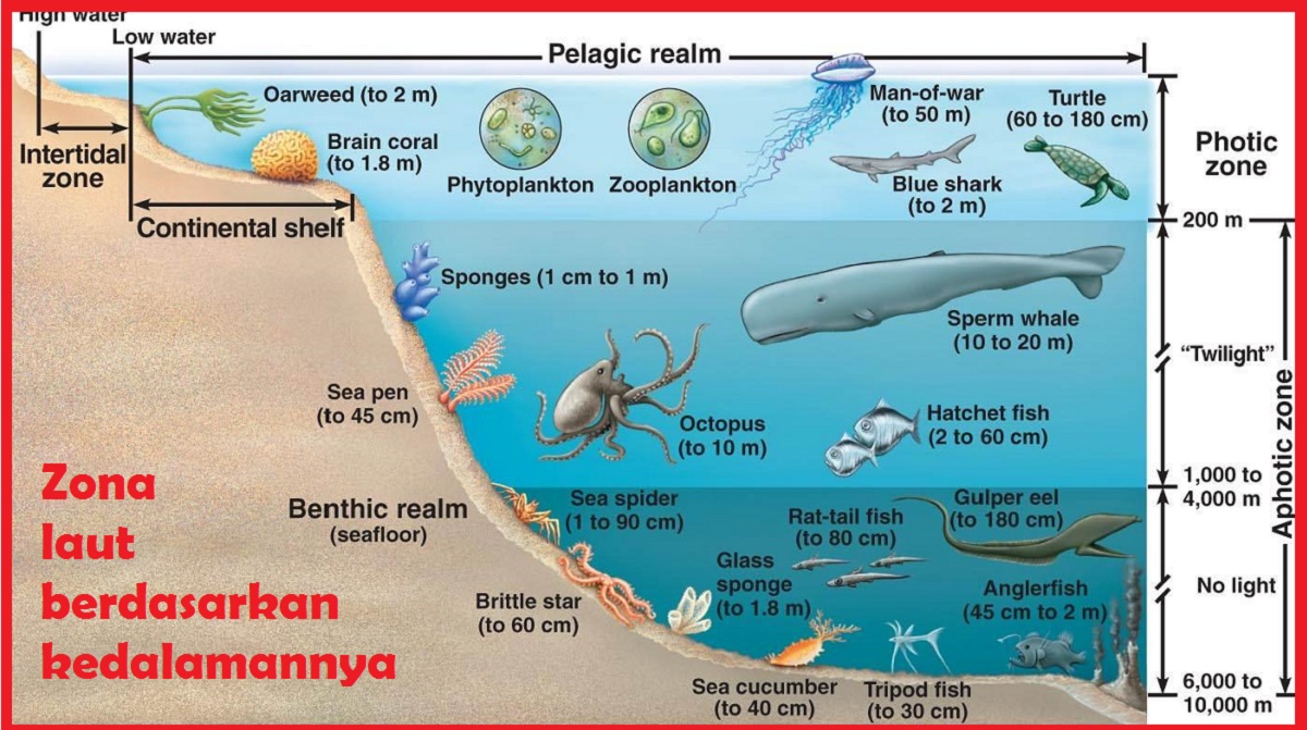 Detail Gambar Kedalaman Laut Nomer 20